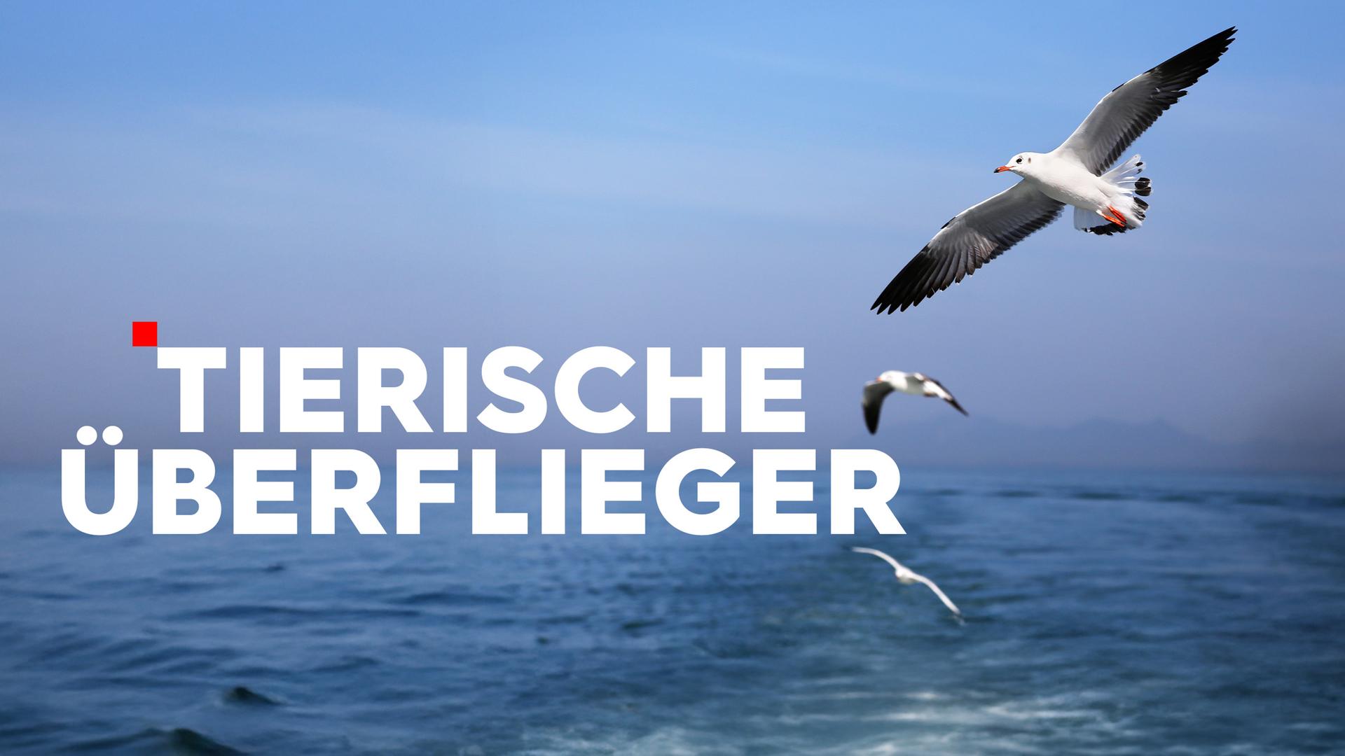 Tierische Üeberflieger Sendetypical