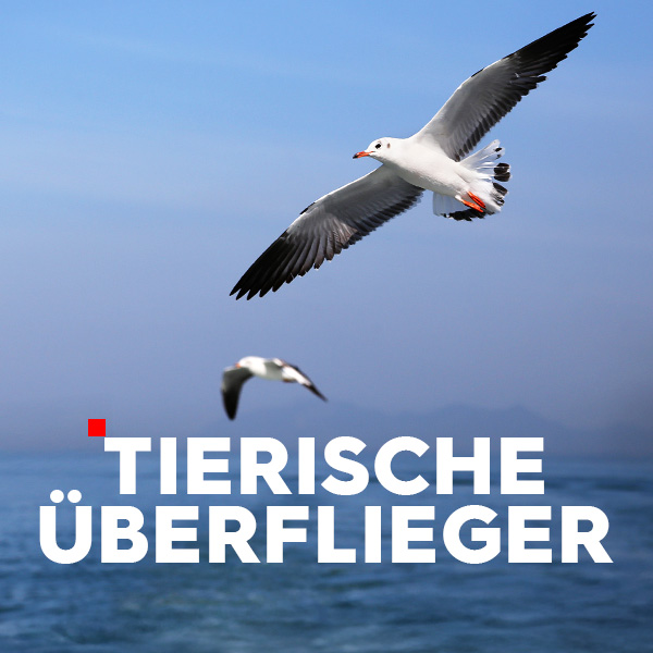Tierische Üeberflieger Sendetypical