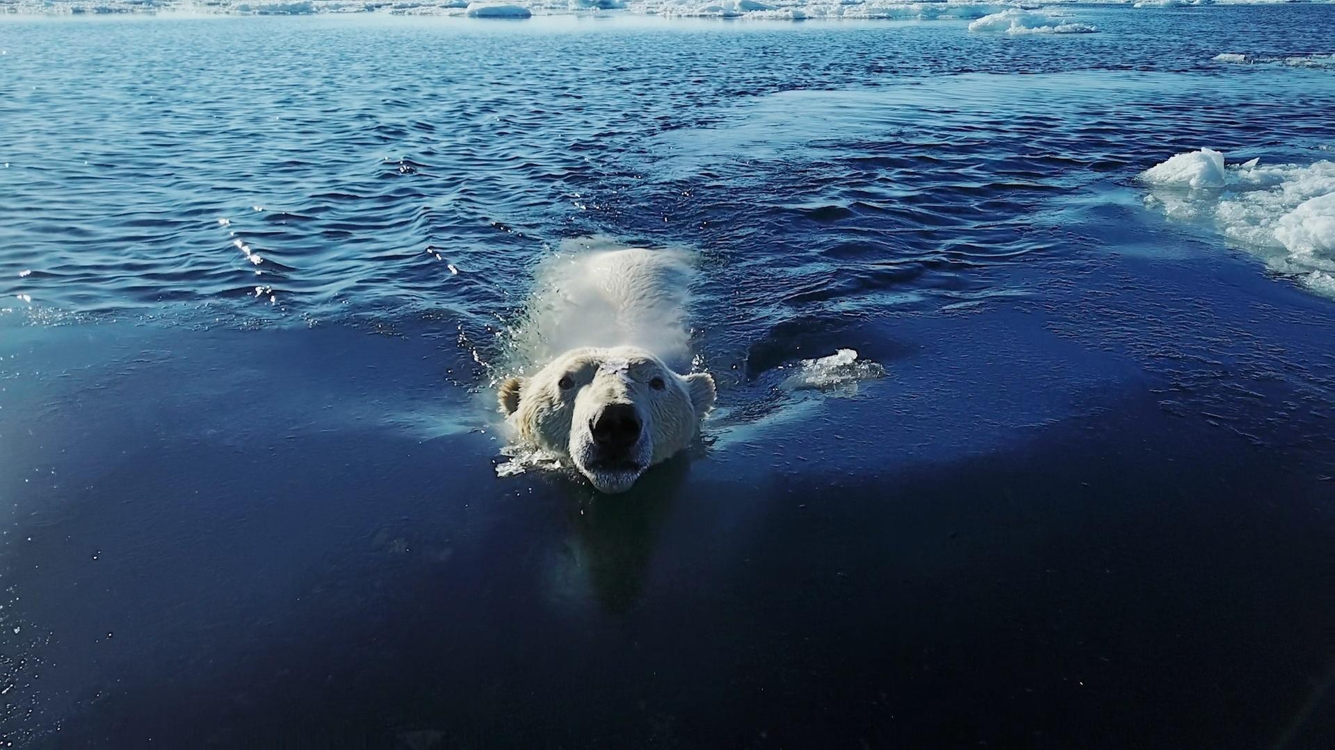 Schwimmender Eisbär von vorne.