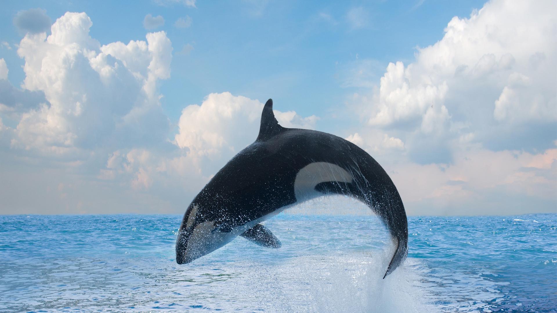 Ein Schwertwal springt aus dem Meer.