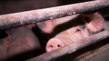 Schwein schaut zwischen Gitterstäben aus einem engen Stall heraus