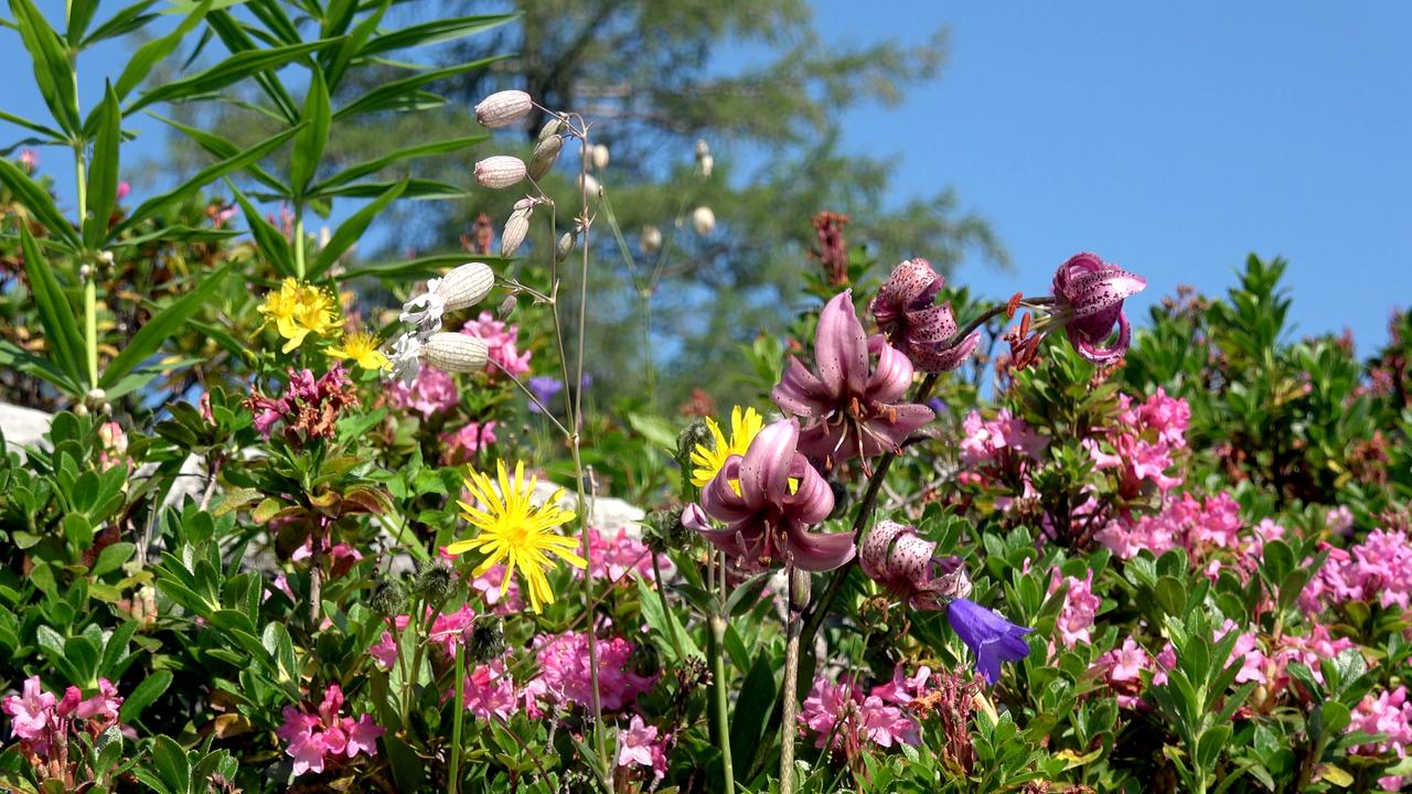 Wildblumenwiese