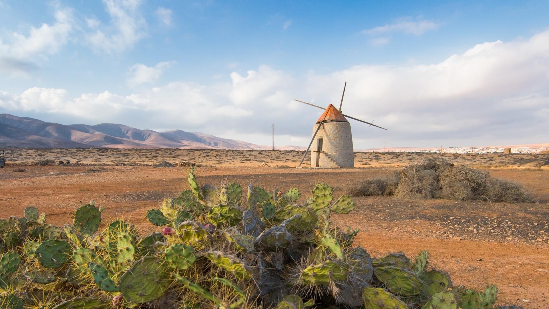 Weitsicht auf eine Windmühle in einer wüstenähnlichen Umgebung. Vorne im Bild ist eine Ansammlung von Kakteen zu sehen.