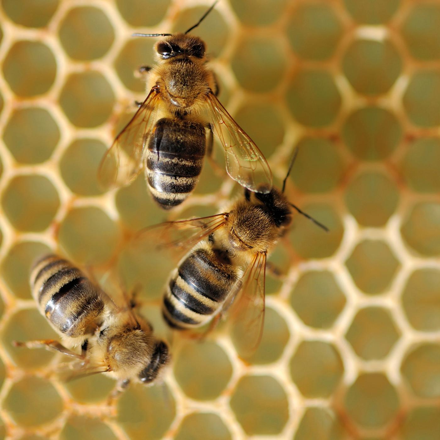 Bienen auf Honigwabe