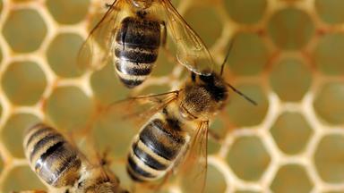 Bienen auf Honigwabe