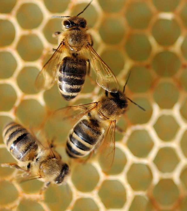Bienen auf Honigwabe