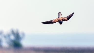 Turmfalke im Jagdflug