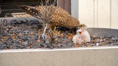 Turmfalke bei der Fütterung der Jungtiere