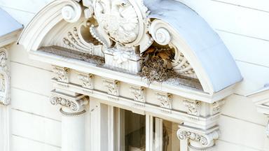 Turmfalken mit Jungvögel im Nest in einer Mauernische mitten in der Großstadt