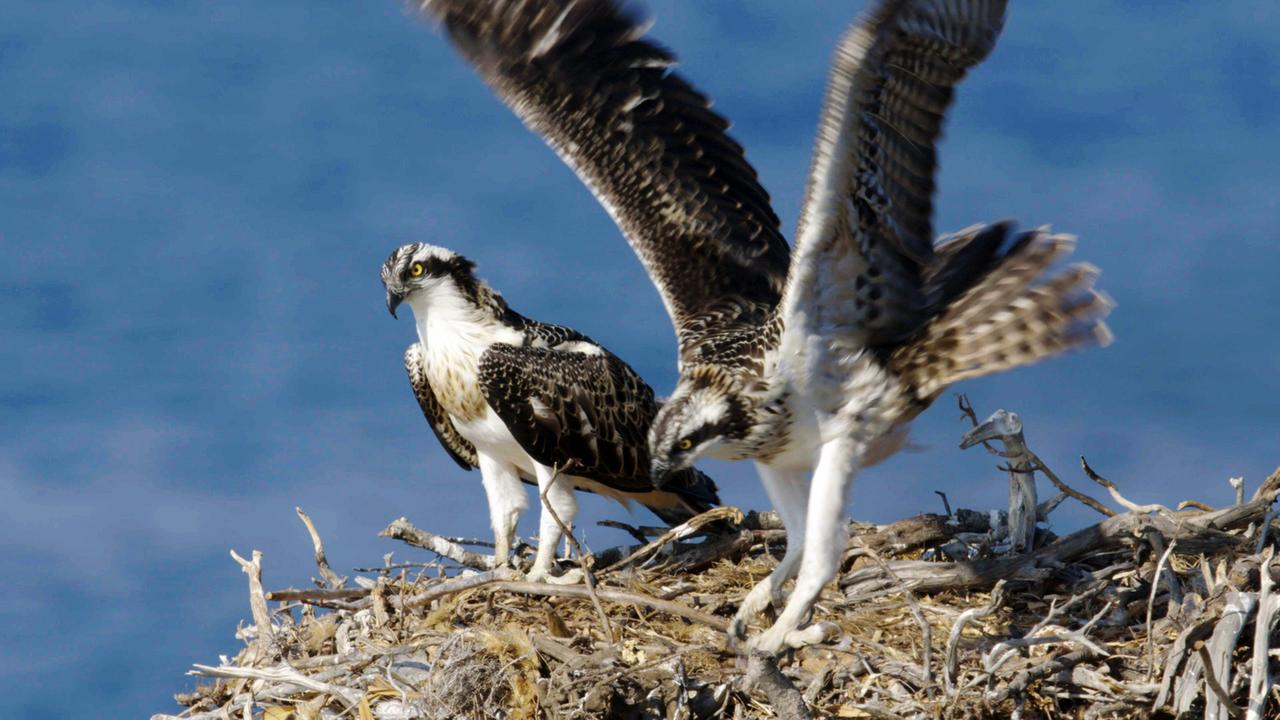 voegel in ihrem nest