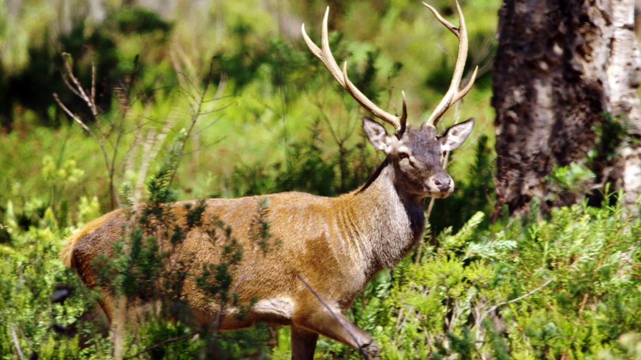 ein hirsch laeuft durch einen wald