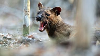 Ein fauchendes Fossamännchen zeigt seine Zähne. 