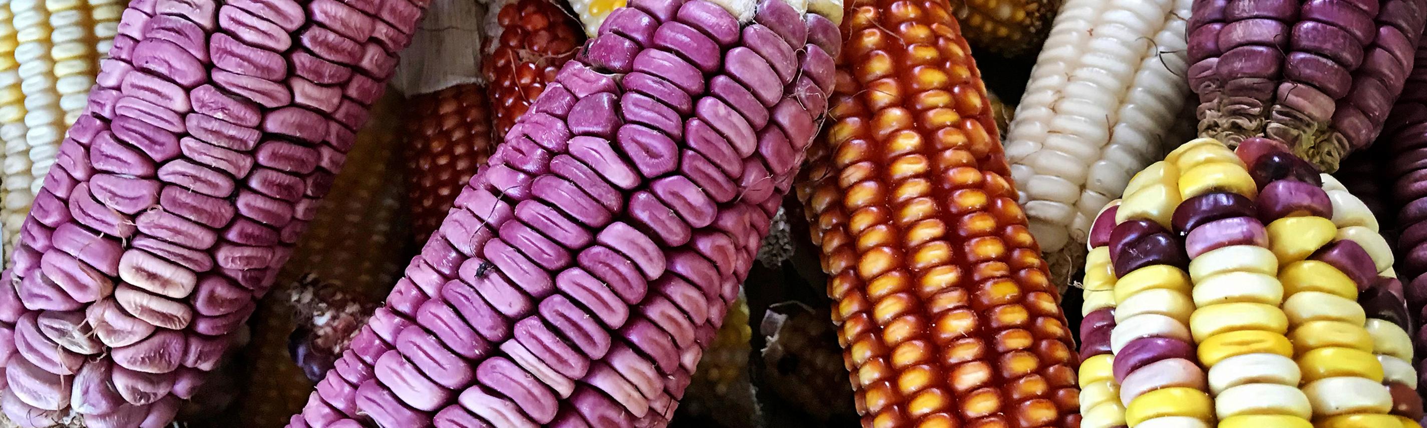 Unbekanntes Mexiko Sendebereich Hintergrund 2850x855