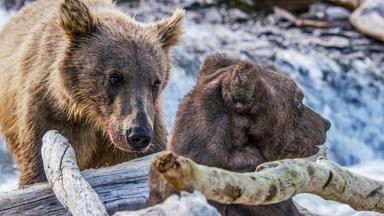 Zwei Bären hinter Baumästen