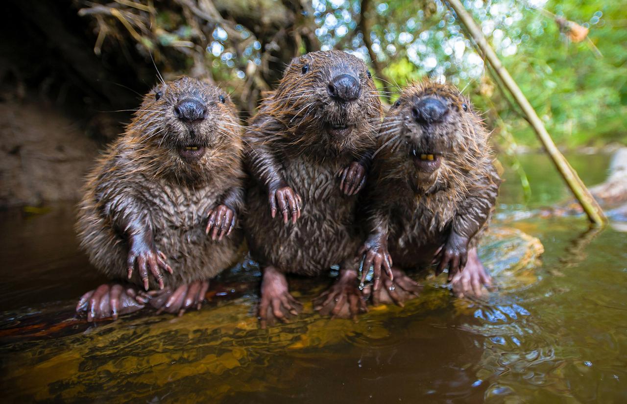 Auf einem Stein im Wasser sitzen drei kleine Bieber eng nebeneinander.