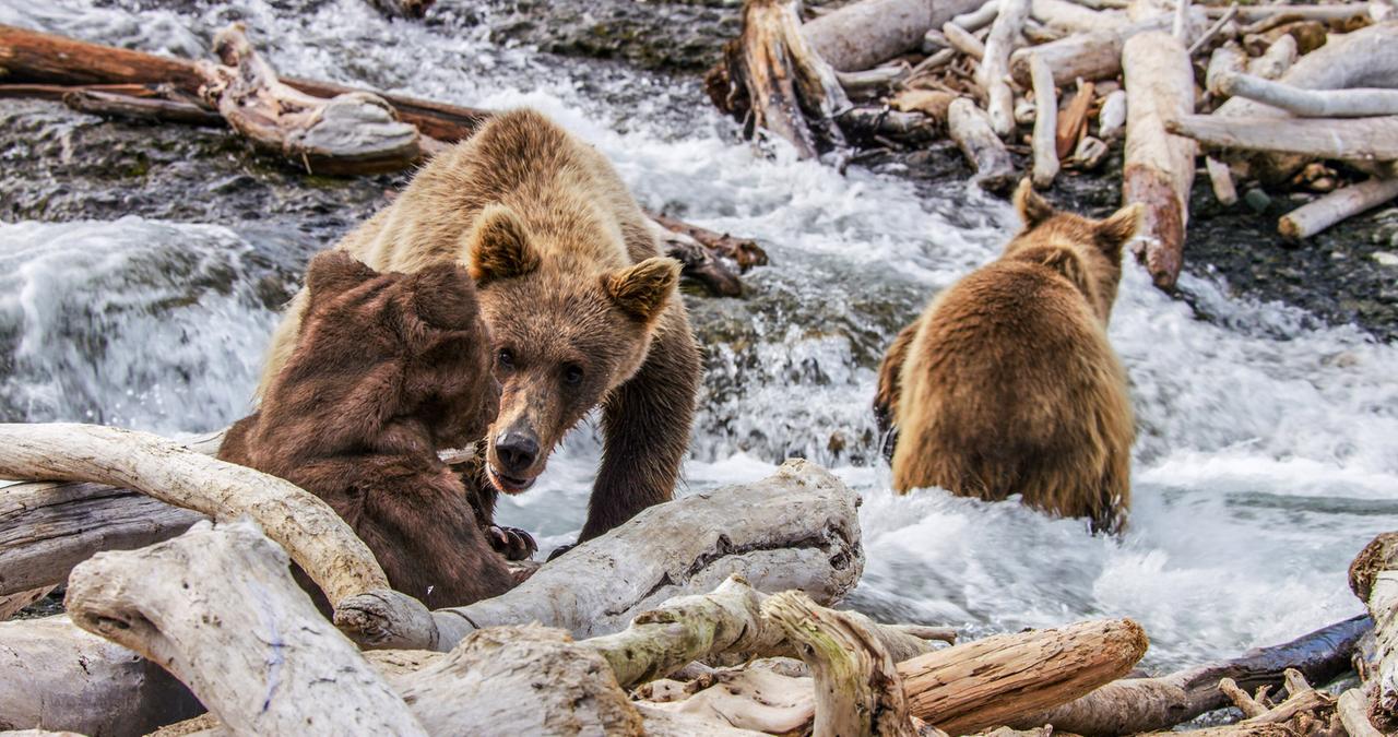Drei Grizzlybären an einem Gewässer