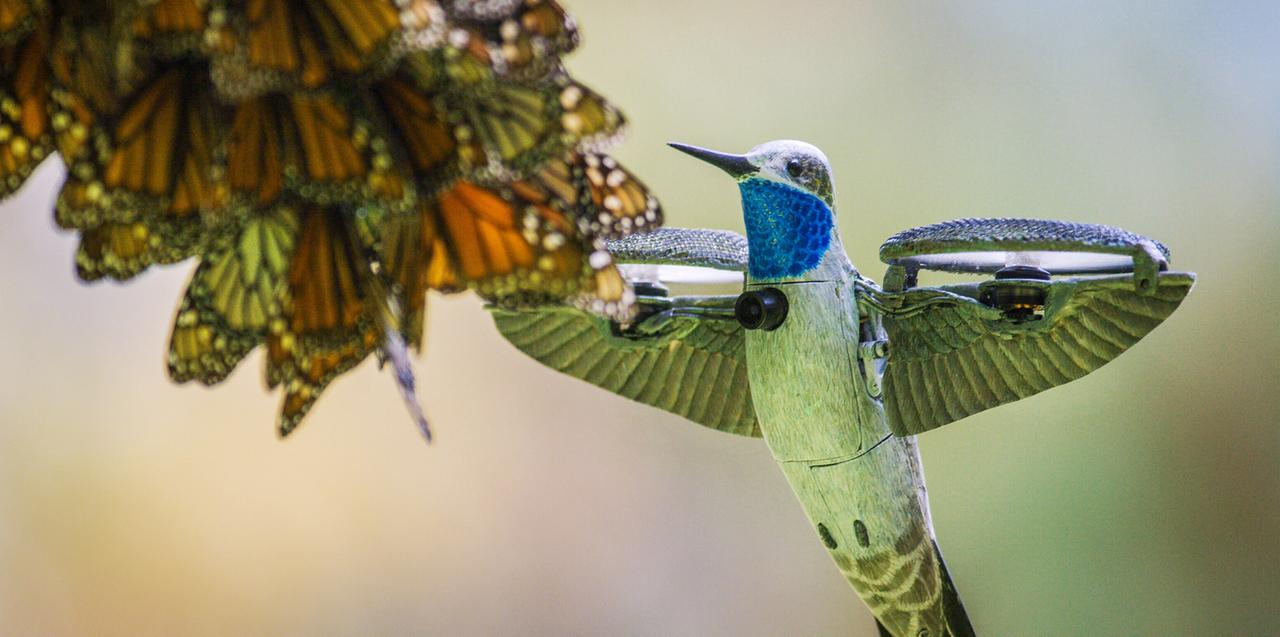 Ein Monarchfalter und ein "Spionage Kolibri" nähert sich ihm