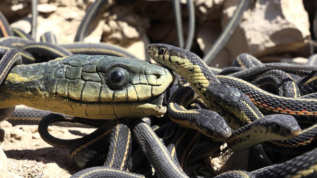 Eine große Schange nähert sich vielen kleineren Schlangen