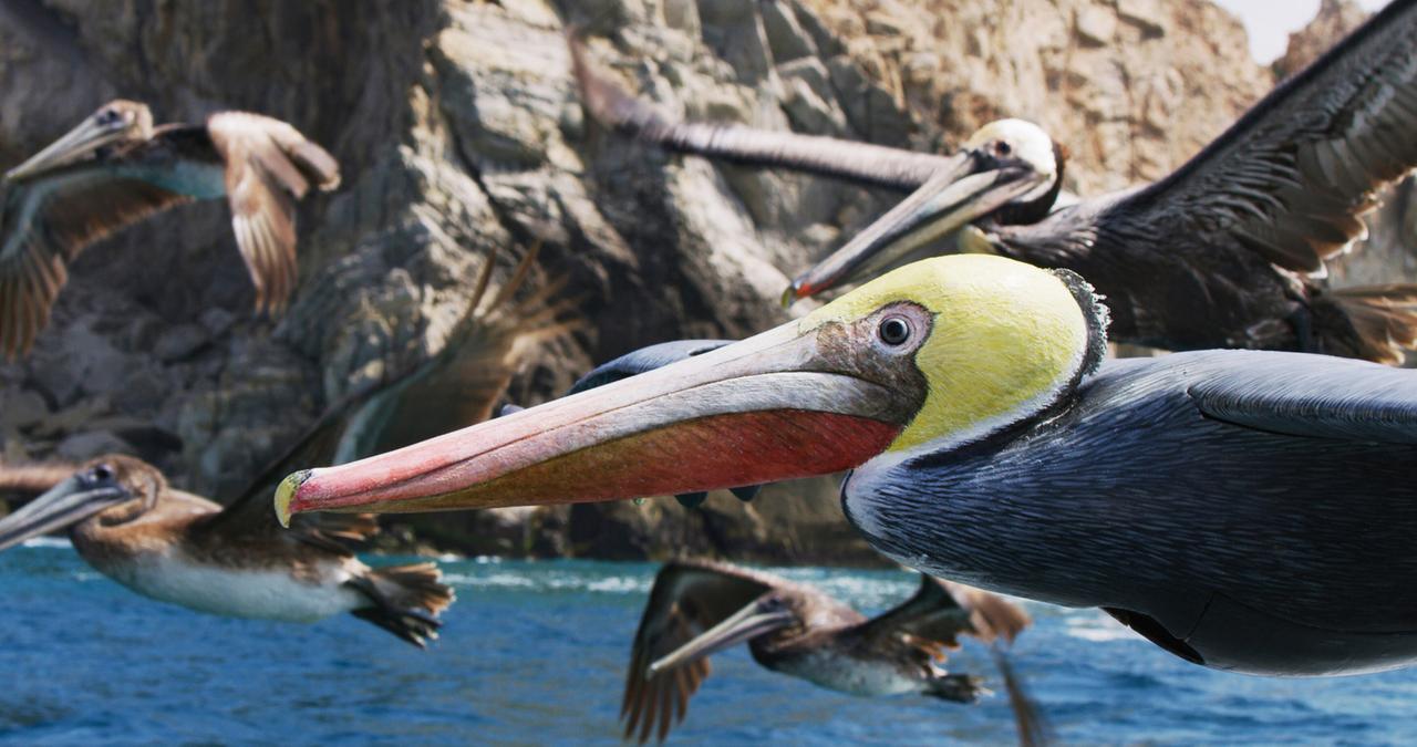 Pelikane im Flug vor Gewässer und Felsen