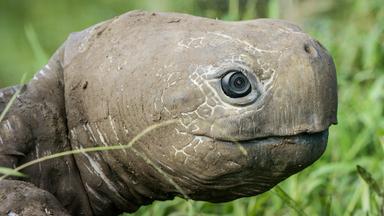 Der Kopf einer täuschend echt nachgebauten Riesenschildkröte mit Kameraauge
