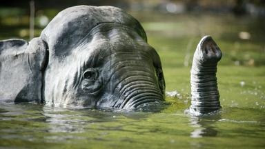 Ein Elefantenkopf ragt knappt über der Wasseroberfläche aus grünlichem Wasser