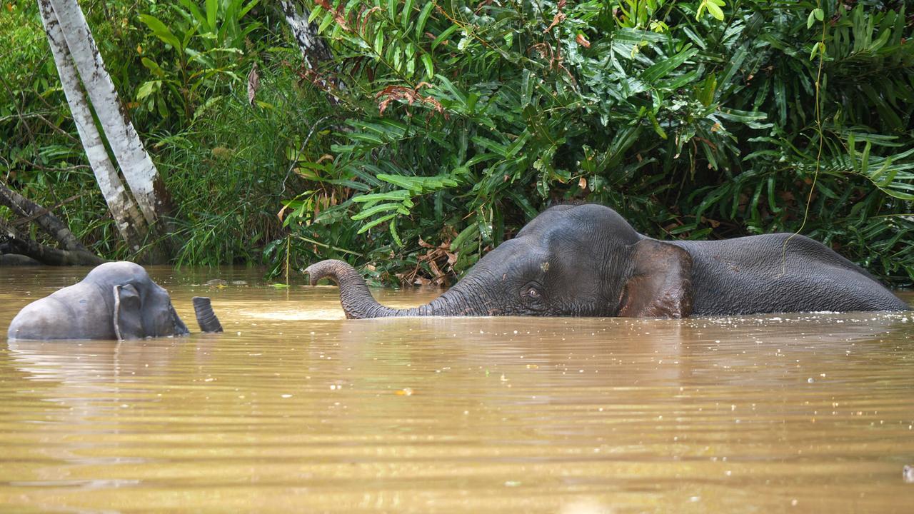 Zwei Elefanten stehen sich in bräunlich gefärbten Wasser gegenüber