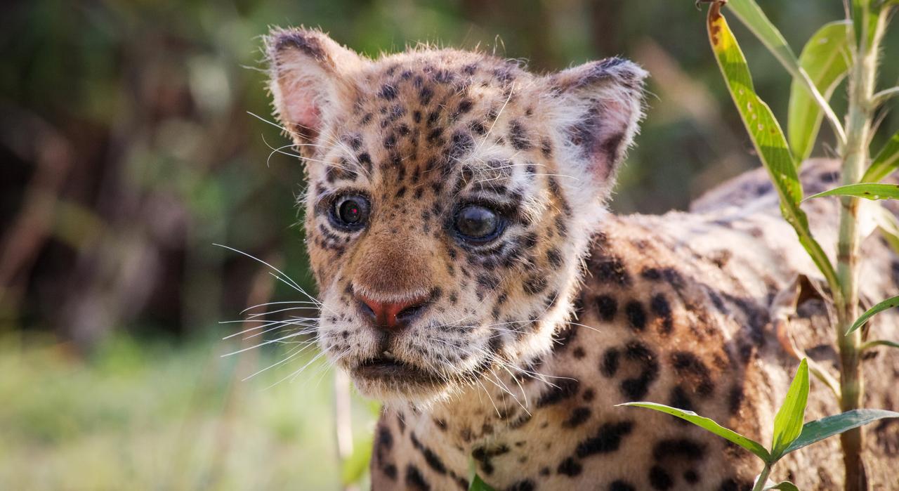 Ein fixierter Blick eines kleinen Jaguars hinter grünen Blättern