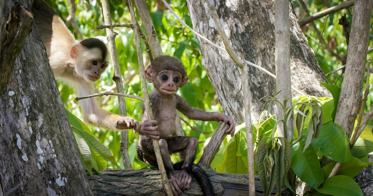 Zwei Affen nebeneinander auf einem Baum