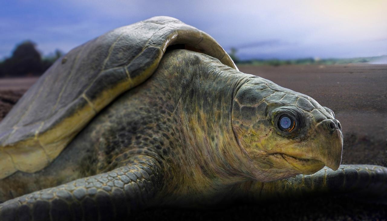 Eine Nahaufnahme einer Schildkröte vor dunklem Himmel auf Sand kriechend.