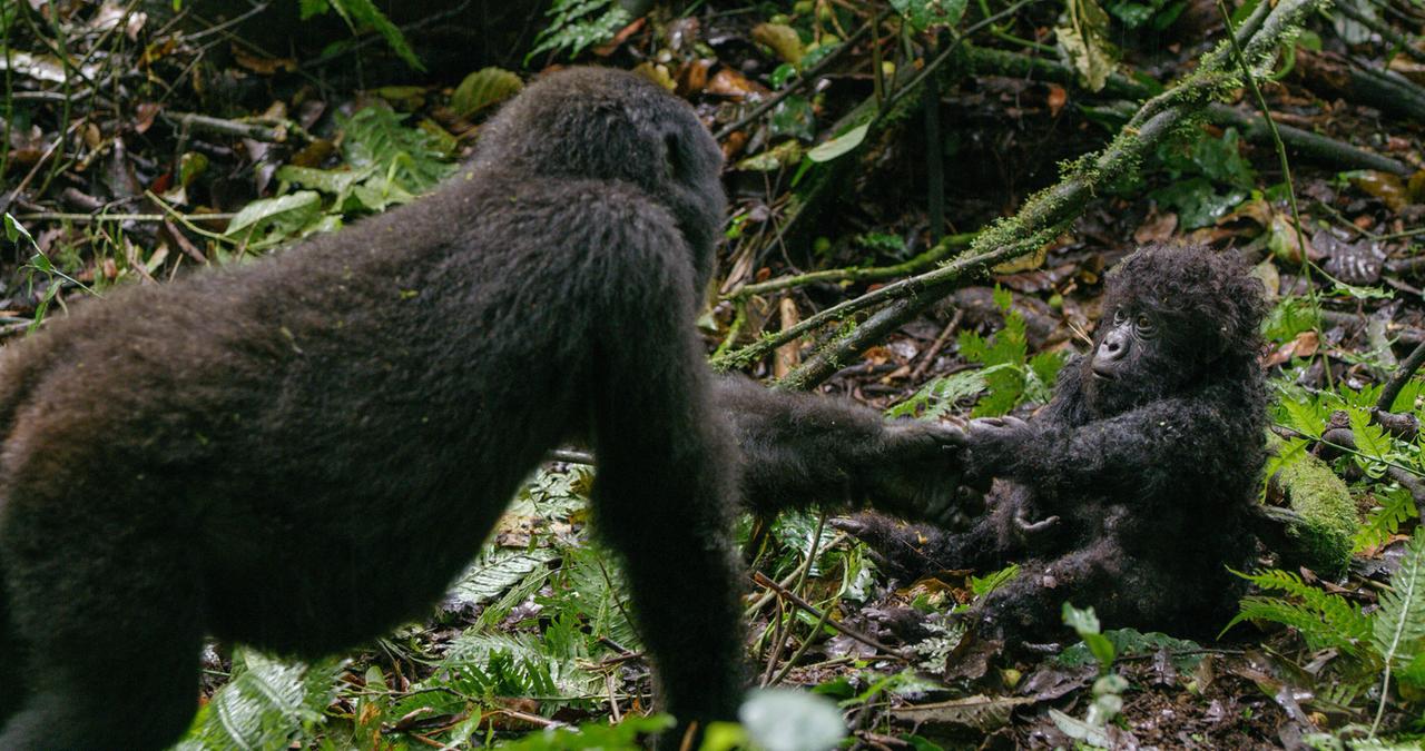 Zwei Gorillas in einem Waldgebiet