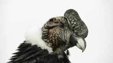 Nahaufnahme eines Andenkondors mit beeindruckendem Schnabel und markanter Kopfform.  