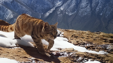 Eine Andenkatze durchstreift die schneebedeckte Berglandschaft Patagoniens.  