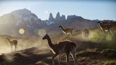Mehrere Guanakos stehen in der patagonischen Steppe mit Bergen im Hintergrund.  
