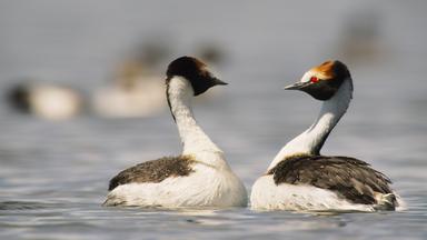 Zwei Haubentaucher auf einem See mit Spiegelungen im Wasser.  