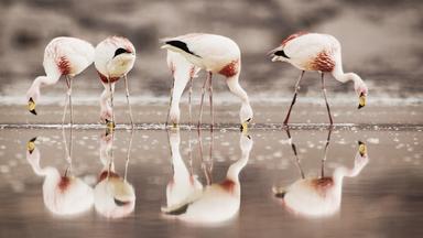 Vier Flamingos stehen in einer Lagune, ihre Spiegelbilder sind im Wasser sichtbar.  