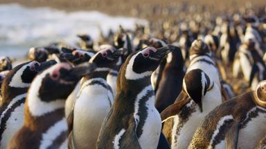 Eine große Kolonie von Magellan-Pinguinen an der Küste.  