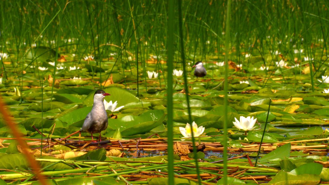 Skutarisee, Weißbart-Seeschwalben, schwimmenden Nester.