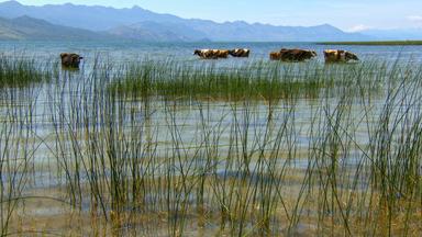 Skutarisee, genießen Hausrinder ein kühles Bad. 