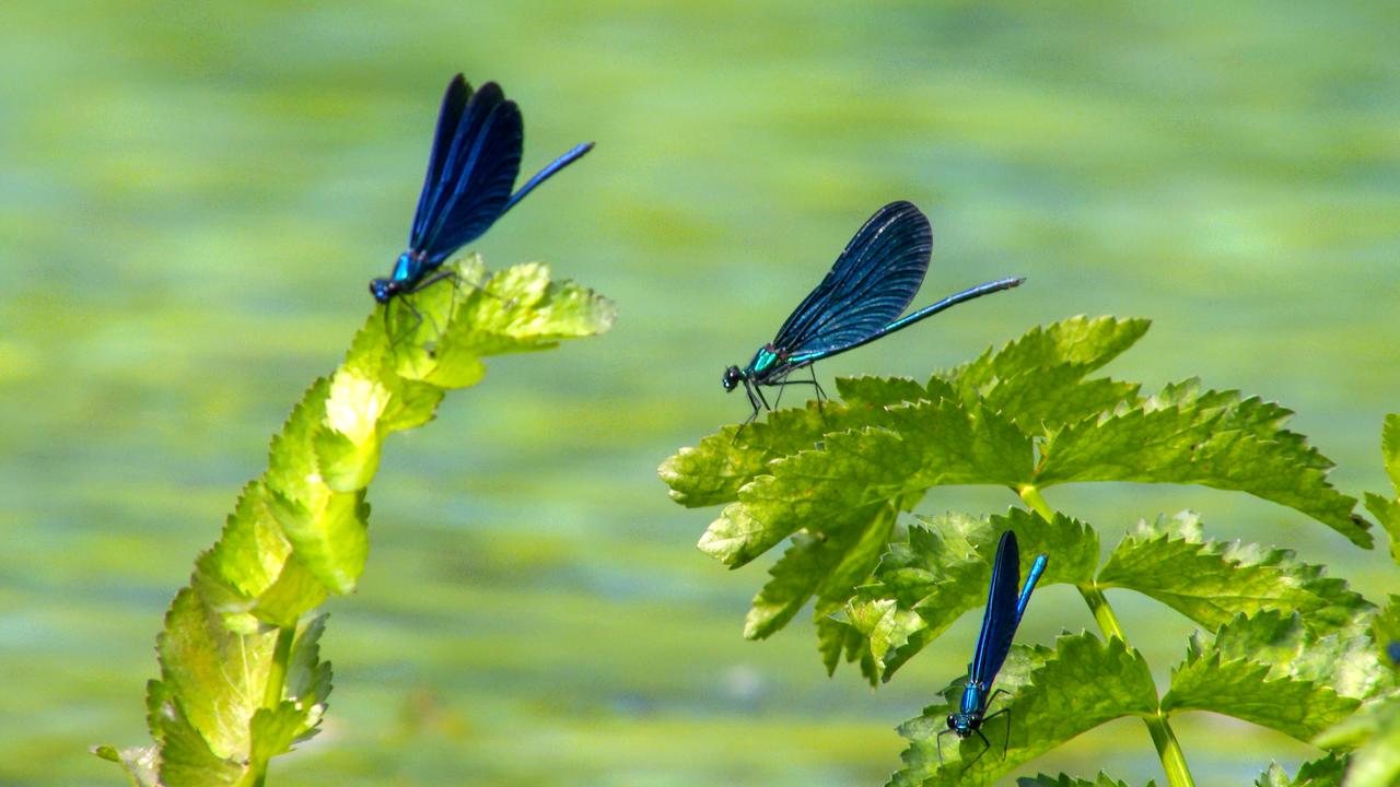 Blauflügel Prachtlibelle. 