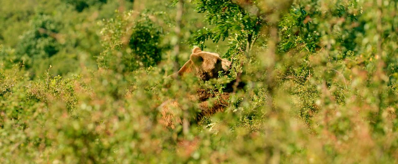 Munella Berge, Braunbär. 