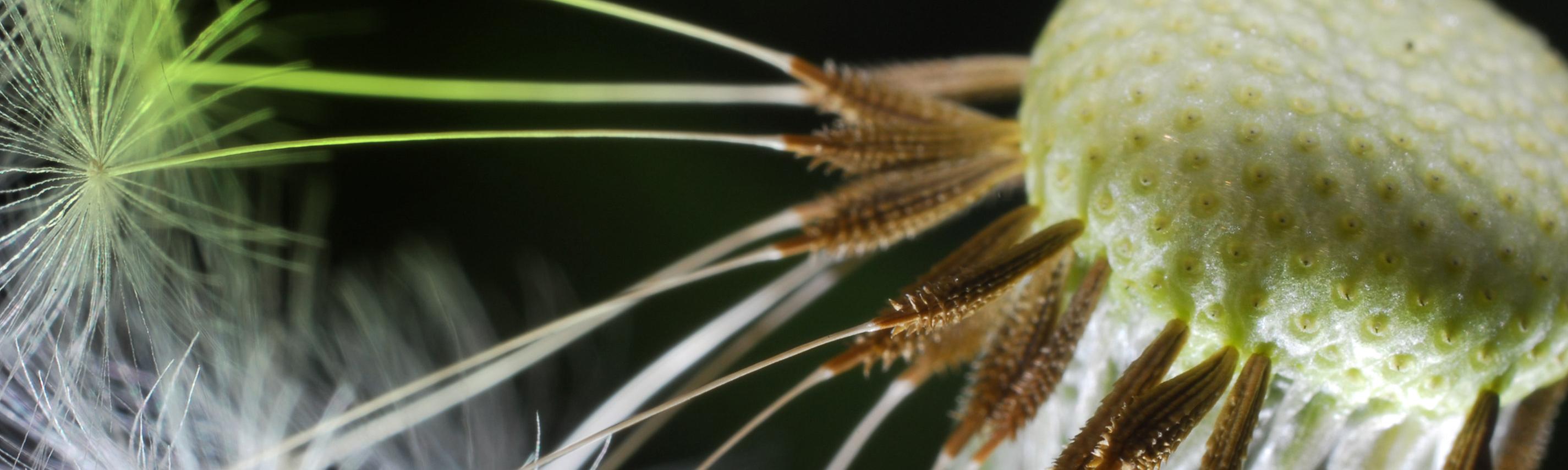 sendebereichhintergrund unkraut