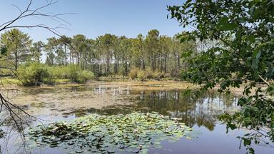 Ein Weiher, an dem Libellen leben, in den Landes de Gascogne in Südwestfrankreich.