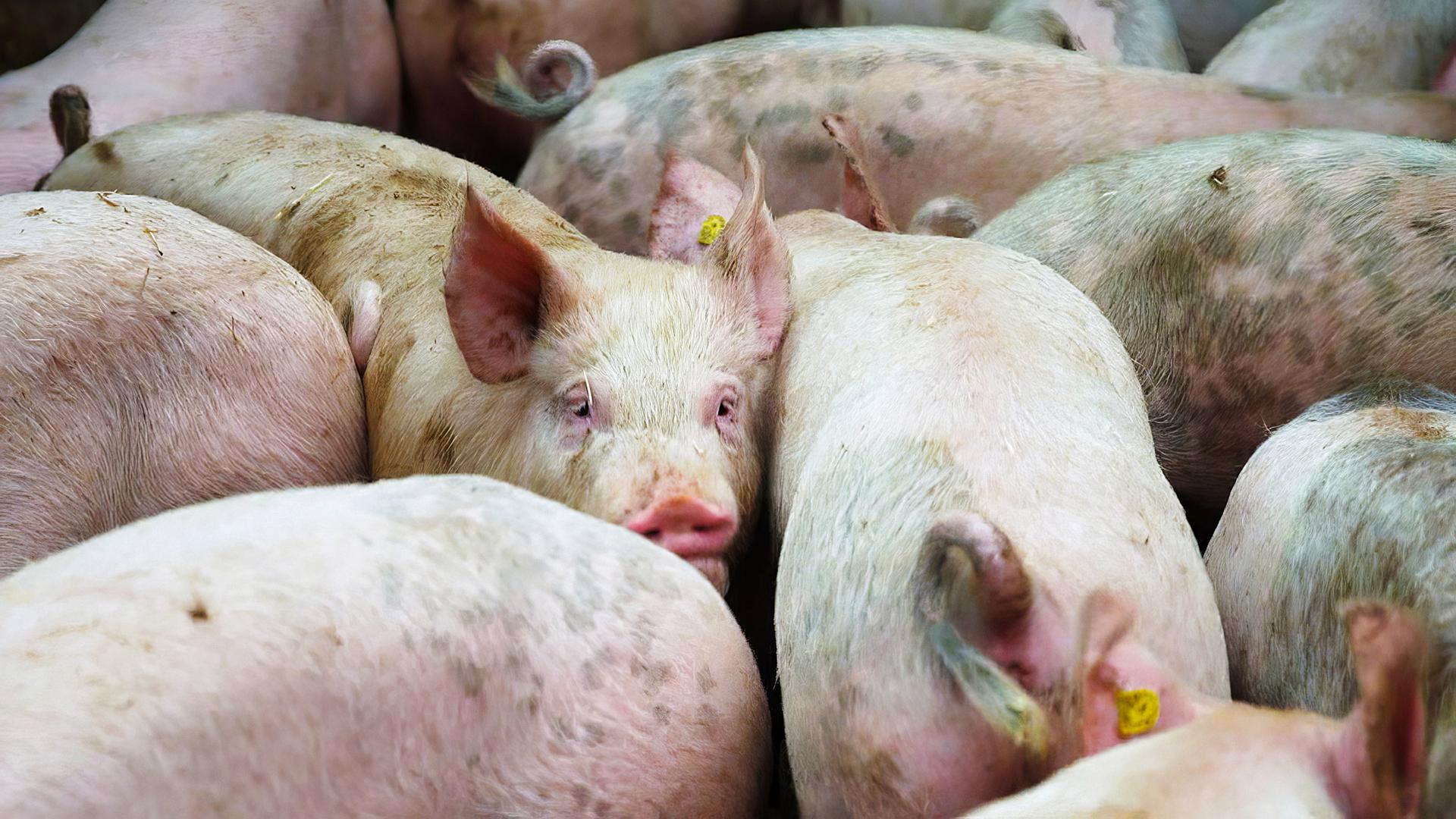Schweine drängen sich in einem Stall.
