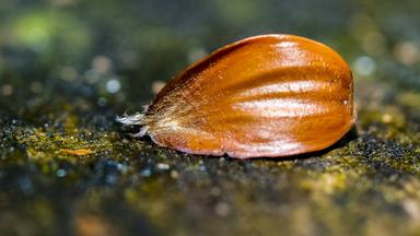 Nahaufnahme eines Buchensamens