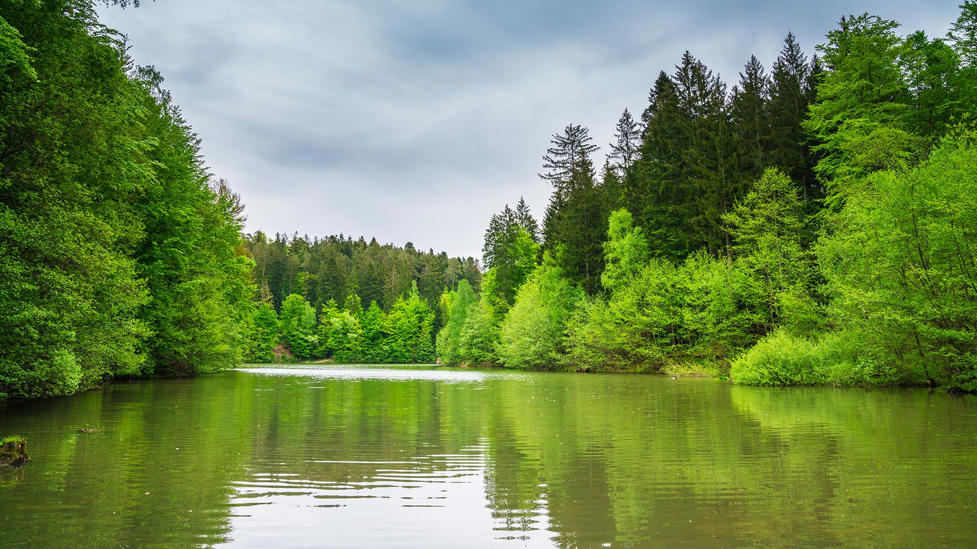 Fluss fließt in einer Waldlanschaft