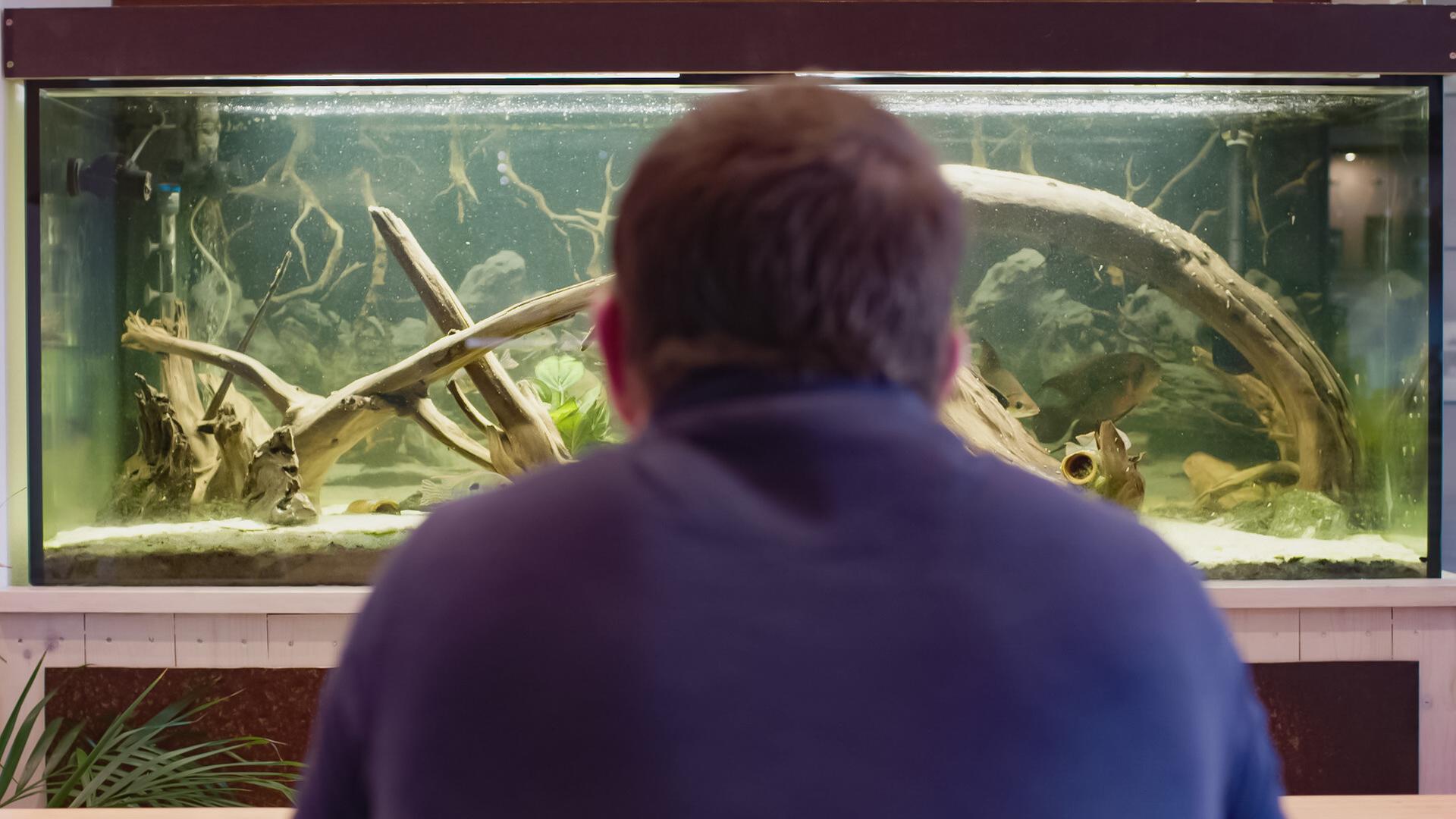 Das Bild zeigt einen Mann, der von hinten betrachtet wird. Er sitzt vor einem großen Aquarium, das verschiedene natürliche Elemente enthält, wie Wurzeln und Pflanzen. Im Aquarium schwimmen einige Fische. Die Umgebung wirkt hell und freundlich, und der Mann trägt einen dunklen Pullover. Das Wasser im Aquarium ist klar, und es gibt eine leichte Unschärfe durch die Bewegung der Fische und das Licht, das auf die Wasseroberfläche trifft. Die gesamte Szene vermittelt eine ruhige und nachdenkliche Atmosphäre.