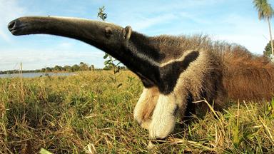 Nahaufnahme eines Ameisenbären.