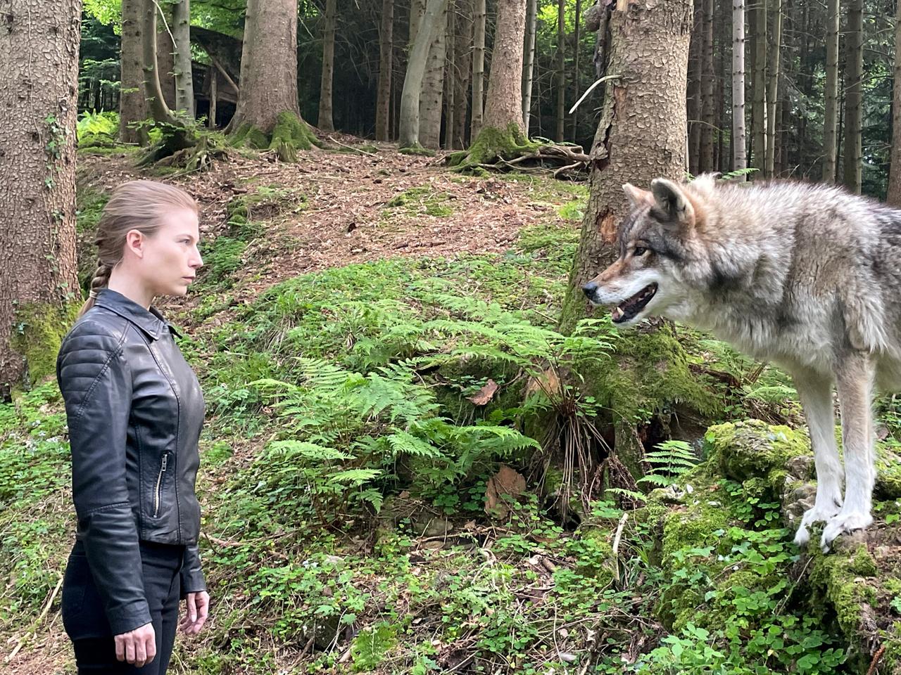 Das Bild zeigt eine Waldszene mit dichter Vegetation. Im Vordergrund steht eine Frau mit einem geflochtenen Pferdeschwanz, die in einer schwarzen Lederjacke gekleidet ist. Sie schaut seitlich in die Richtung eines Wolfes, der rechts im Bild steht. Der Wolf hat ein graues Fell und sieht die Frau aufmerksam an.   Im Hintergrund sind hohe Bäume zu sehen, die das Bild umrahmen und eine ruhige, natürliche Atmosphäre schaffen. Der Boden ist von grünen Farnen und kleinen Pflanzen bedeckt. Die Lichtverhältnisse sind weich, was die Stimmung der Szene unterstreicht. Es handelt sich um eine Momentaufnahme aus dem Krimi "Die Toten vom Bodensee", in dem es um emotionale Konflikte zwischen Wolfsschützern und Gegnern geht.