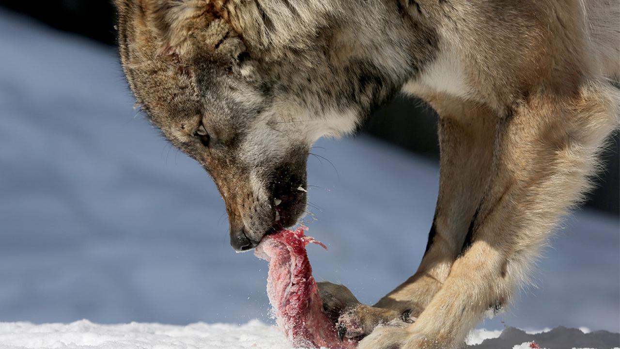 Standbild: Unter Wölfen, Bären und Geiern - Ein Jahr im Wildpark Mautern