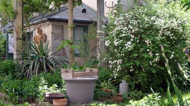 Das Bild zeigt einen Hinterhofgarten in Wien. Im Vordergrund befindet sich ein grauer, runder Blumentopf, der auf einem anderen, größeren Pflanztopf steht. Daneben liegen mehrere terrakottafarbene Pflanzenschalen.   Im Hintergrund ist ein kleiner, einfacher Garten mit viel Grün zu sehen, darunter verschiedene Pflanzenarten. Besonders auffällig ist ein dichter begrüntes Gebüsch mit kleinen, weißen Blüten. An einer Wand sind einige vertikale Strukturen erkennbar, die darauf hindeuten, dass Pflanzen daran wachsen.   Hinter dem Garten ist ein einfaches, helles Gebäude mit einem schrägen Dach und einem Fenster, das von einem grünen Rahmen umgeben ist. Die gesamte Szenerie vermittelt einen ruhigen, idyllischen Eindruck von einem versteckten Garten, der durch die dichte Vegetation leicht verwildert wirkt.